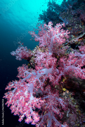 Fototapeta Naklejka Na Ścianę i Meble -  Colorful soft corals pink color (Dendronephthya sp.) at Andaman sea ,Thailand