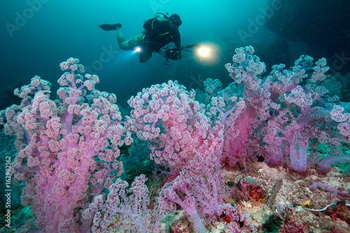 Scuba diving and camera in hand with Colorful soft corals pink color (Dendronephthya sp.) at Andaman sea ,Thailand