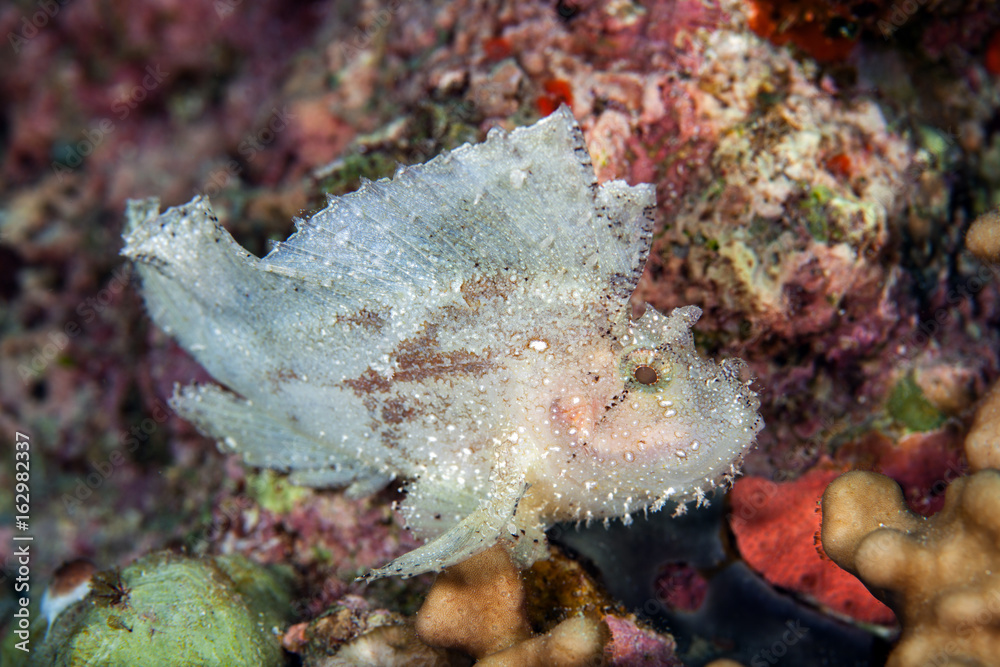 Face of The leaf scorpionfish or paperfish,(Taenianotus triacanthus) is white color in rock background,Layang layang , Malaysia Face of The leaf scorpionfish or paperfish,(Taenianotus triacanthus) is white color in rock background,Layang layang , Malaysia
