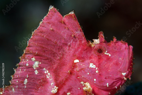 Face of The leaf scorpionfish or paperfish,(Taenianotus triacanthus) is pink vivid color in black background,Layang layang , Malaysia photo