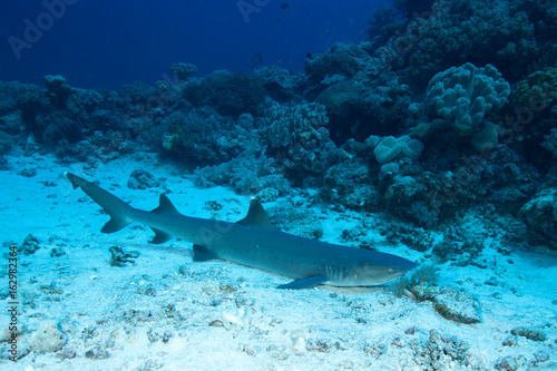 Nurse shark quiet on sandy ground underwatet at background coral reef ,Layang Layang , malaysia