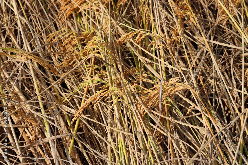 Close up of yellow rice field Close up of yellow rice field