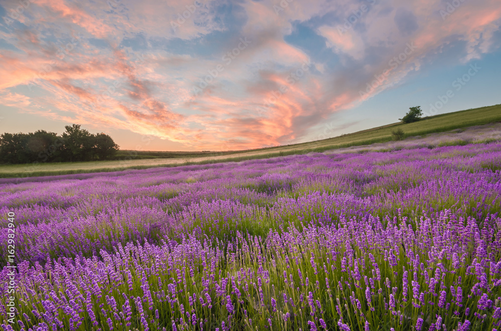 Fototapeta premium Blooming lavender fields in Little Poland, beautfiul sunrise