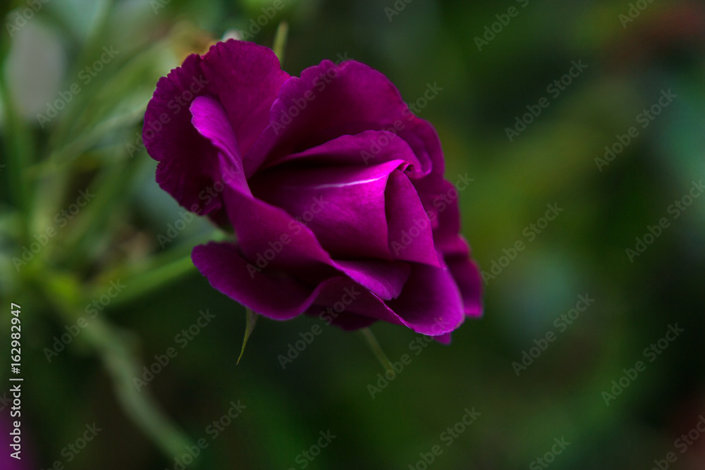 Purple Rose blossom.