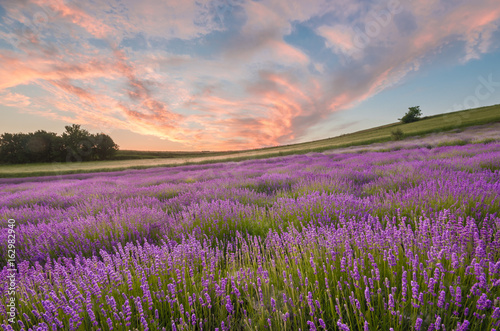 Blooming lavender fields in Little Poland, beautfiul sunrise