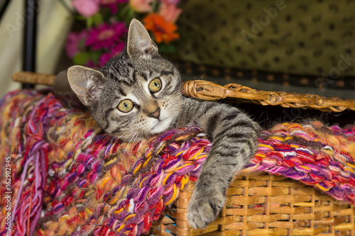 Playfull young cat is looking out of a basket. photo