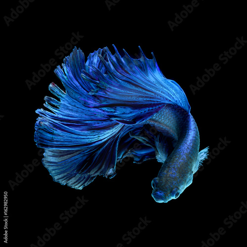 Blue fighting fish on black background