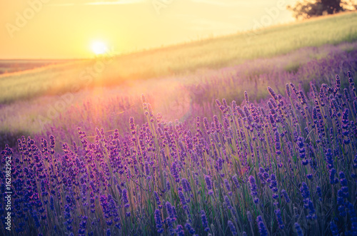 Blooming lavender fields in Little Poland, beautfiul sunrise
