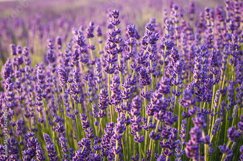 Lavender flowers  blooming meadow