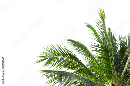 leaves of palm tree or coconut isolated on white background with copy space for background