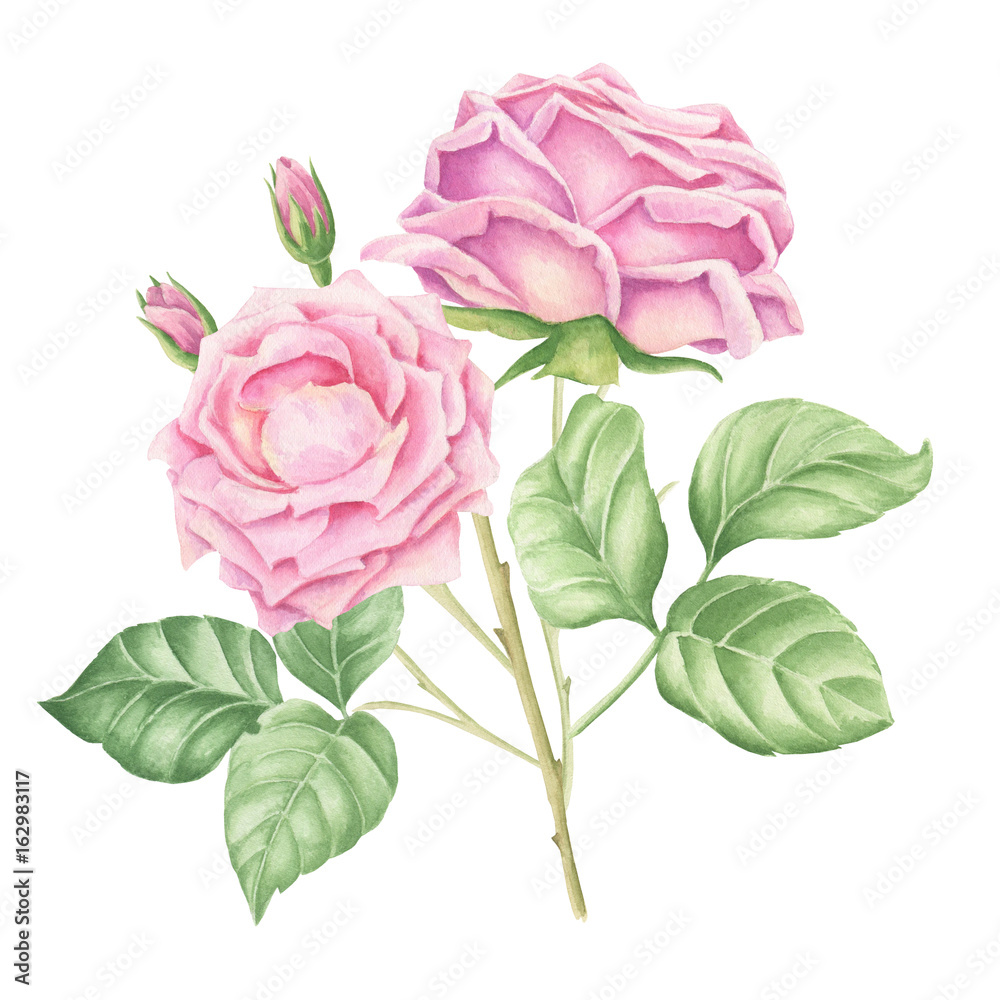 Hand-drawn watercolor pastel pink roses bouquet with green leaves and ...