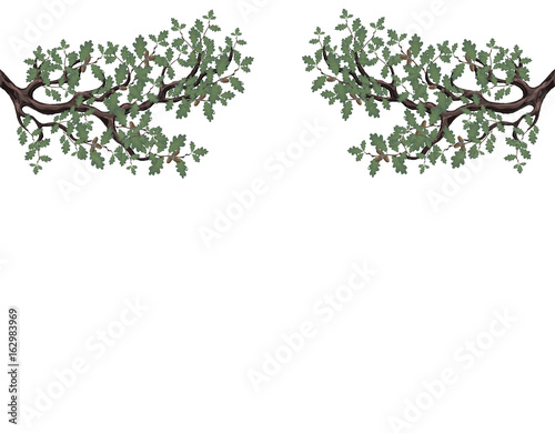 Two green branches of oak with acorns on both sides. Volumetric drawing without a grid and a gradient. Isolated on white background. illustration