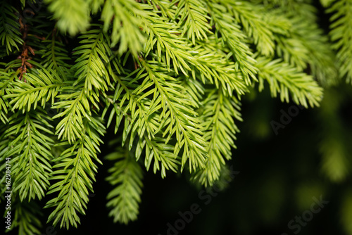 Detail of a spruce tree in the forest