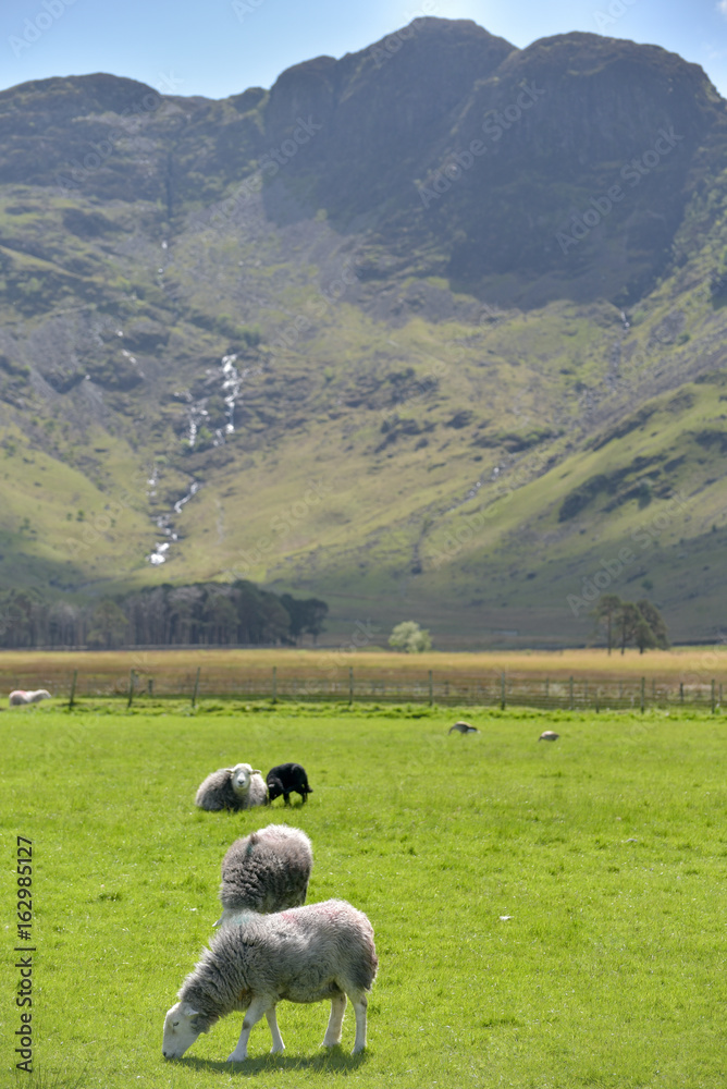 Obraz premium Sheep beneath Haystacks, Buttermere, Lake District