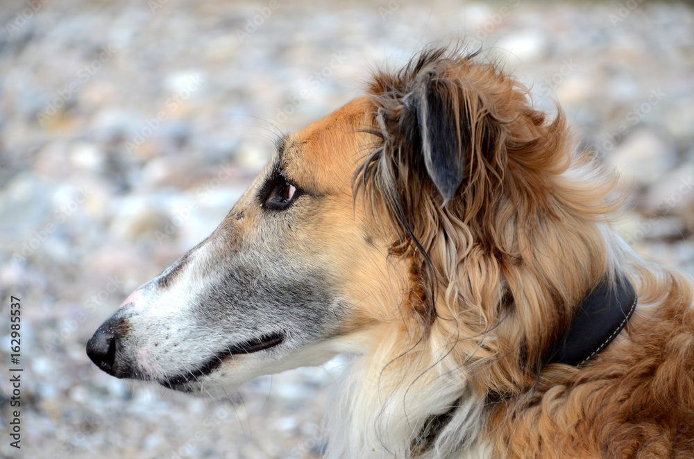 Borzoi frace portrait Borzoi frace portrait