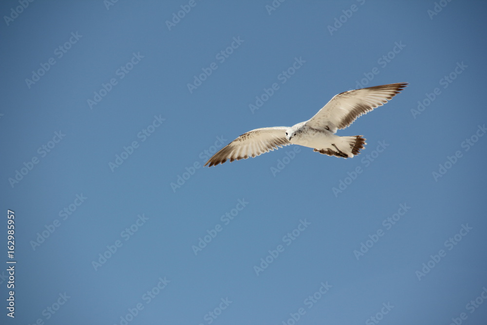 Ring-Billed Gull (Larus delawarensis) flying in the sky / South Beach, Miami, Florida, US