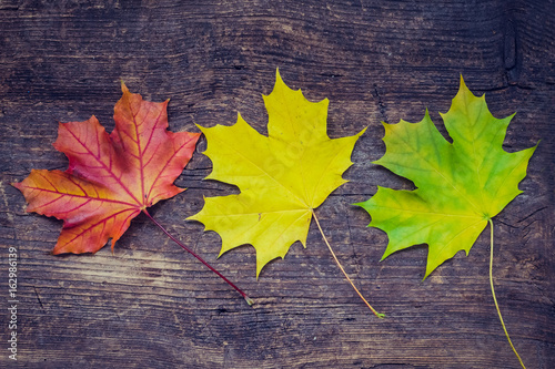 Autumn background with fall leaves