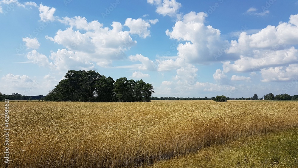 Fototapeta premium Zboża