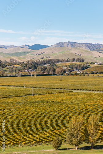 rows of grapevine growing in New Zealand vineyards in autumn