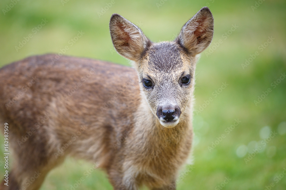 Portrait of Roe Deer Fawn, Capreolus capreolus. Young wild Roe Deer fawn, young wild animal.