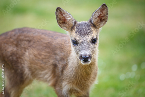 Portrait of Roe Deer Fawn, Capreolus capreolus. Young wild Roe Deer fawn, young wild animal.