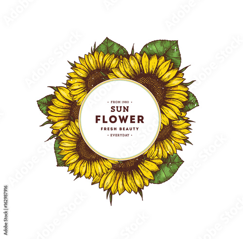Sunflower vintage design template. Sunflower round composition. Vector illustration