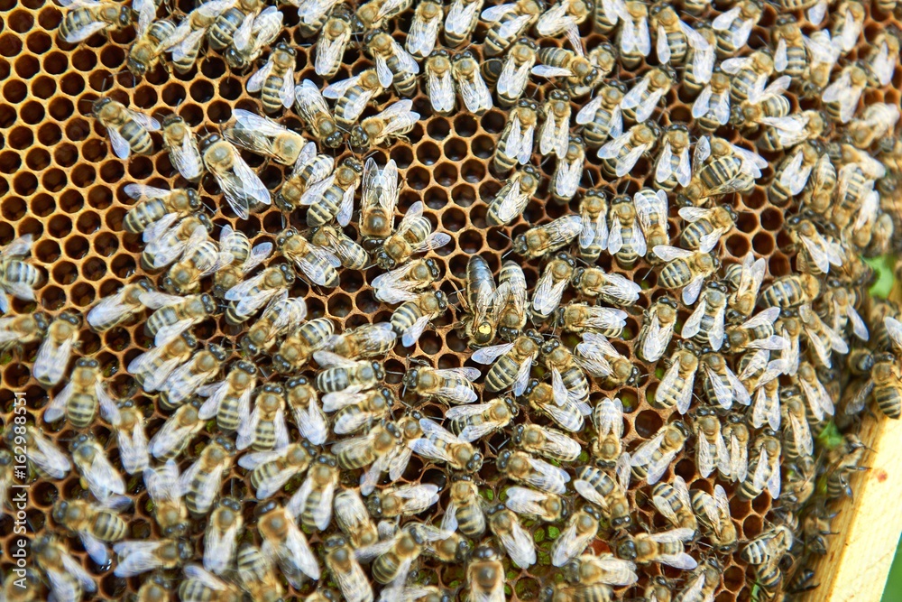 Cropped close up of honey bees swarming on a honeycomb. Cropped close up of honey bees swarming on a honeycomb.
