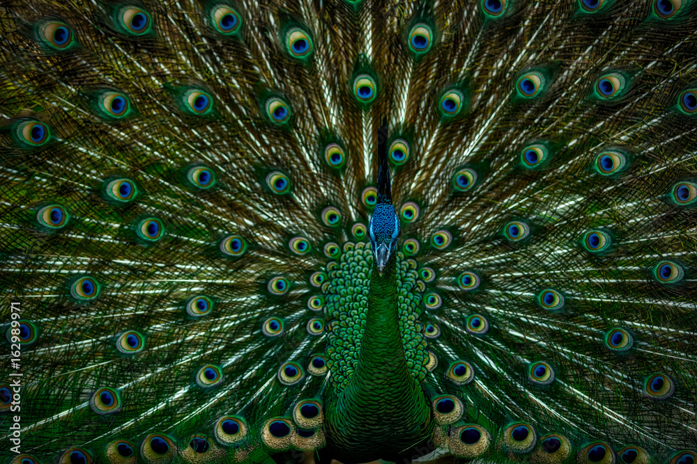 Obraz premium Peacock