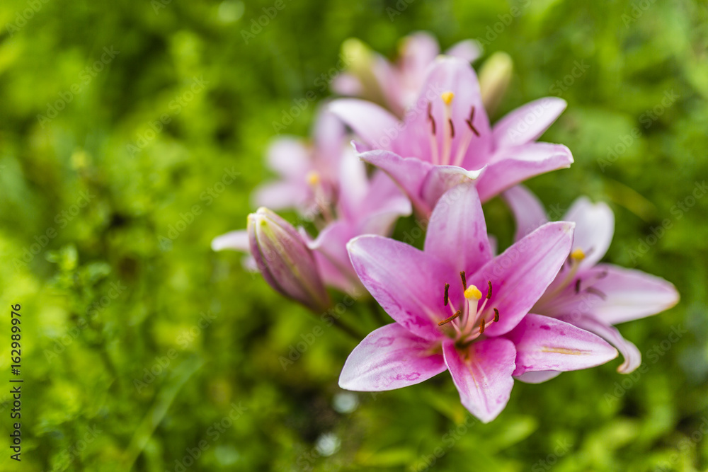 Beautiful pink lily flowers in the garden. Beautiful pink lily flowers in the garden.