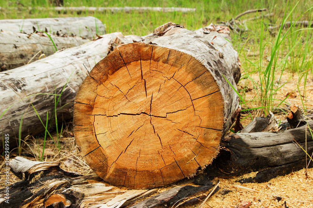 Russia, Siberia. The log from the sawn wood and sawdust in the forest. Russia, Siberia. The log from the sawn wood and sawdust in the forest.