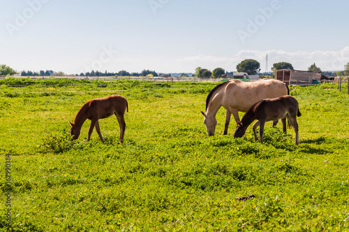 Chevaux.