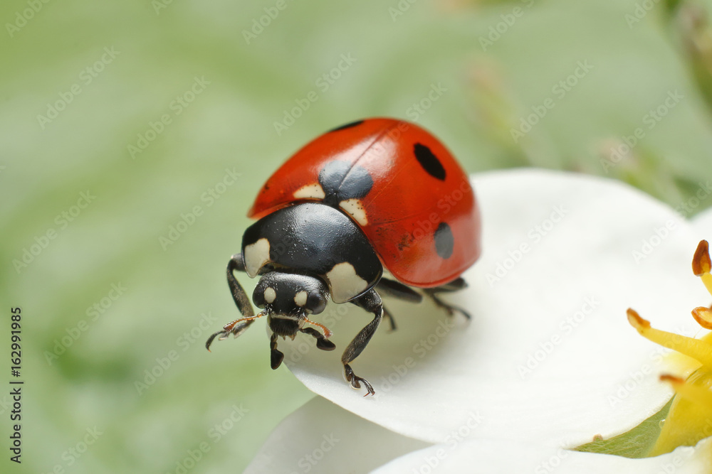 Obraz premium Lady bug 