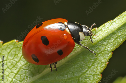 Lady bug 