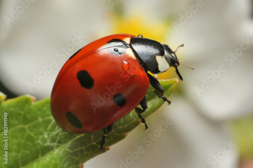 Vászonkép Lady bug