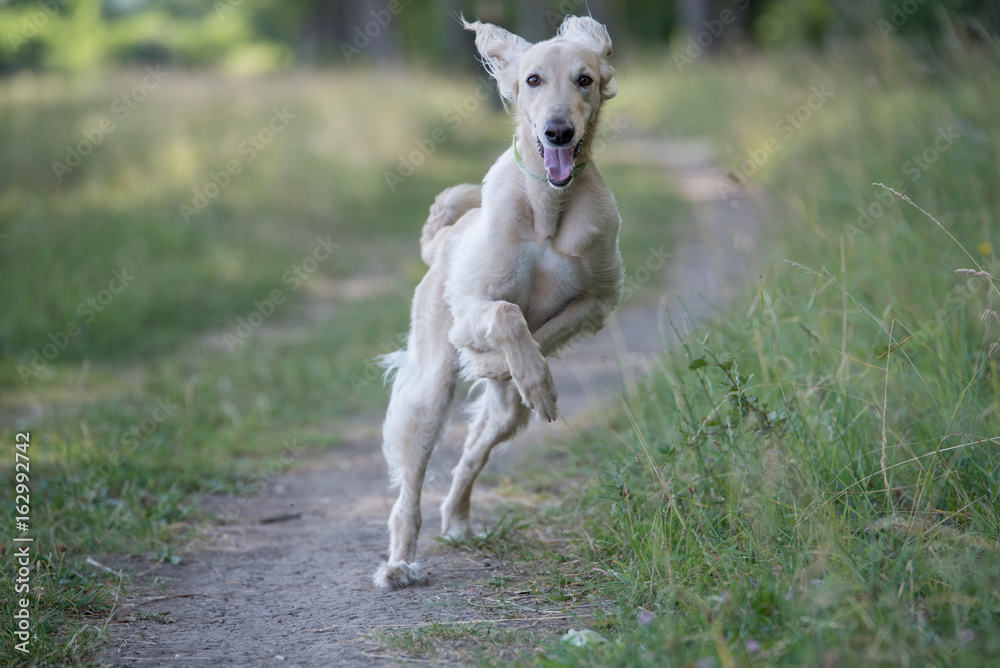 Kyrgyzian Sight hound Taigan dog running on the grass Kyrgyzian Sight hound Taigan dog running on the grass