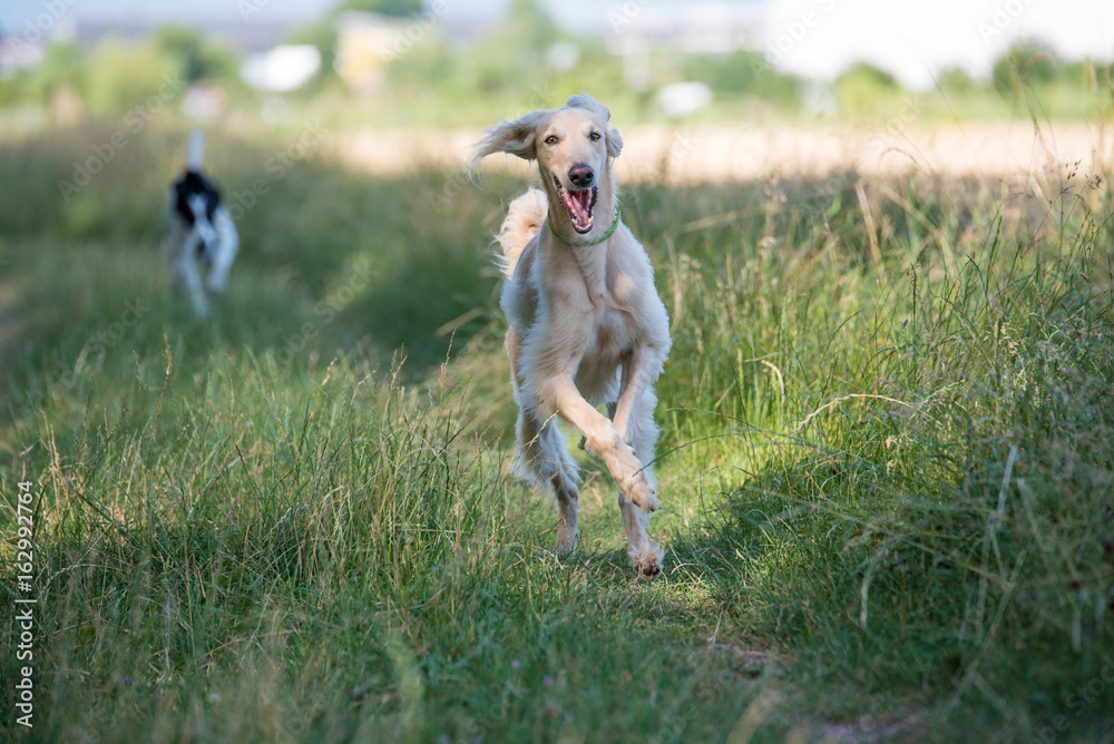 Two Kyrgyzian Sight hound Taigan dogs running on the grass Two Kyrgyzian Sight hound Taigan dogs running on the grass
