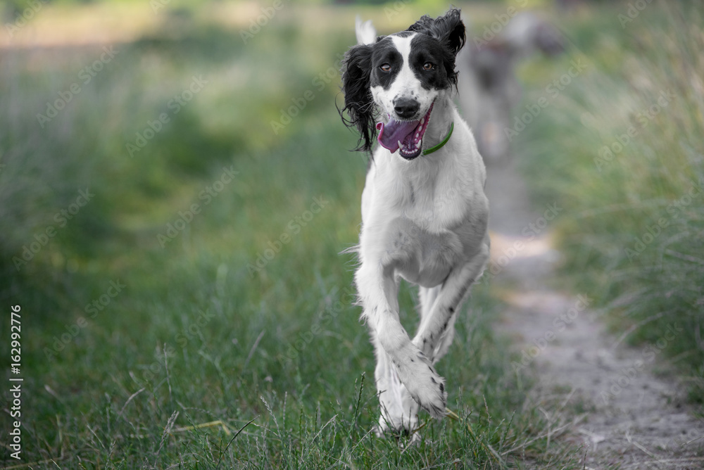 Kyrgyzian  Sight hound Taigan dog running on the grass.