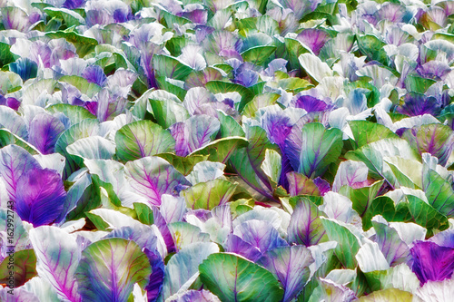 Colorful leaves of kohlrabi at the field in summer sunlight. Abstract vegetable background concept.