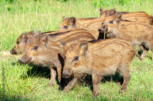 Cinghiale photo