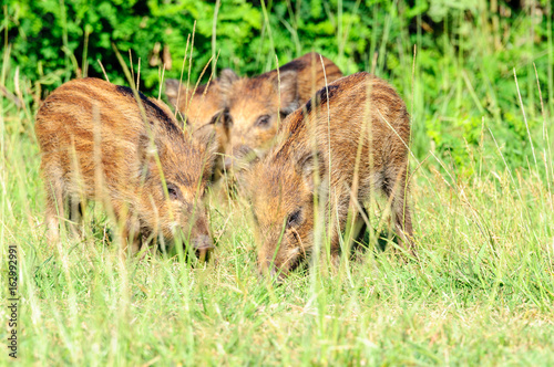 Cinghiale photo