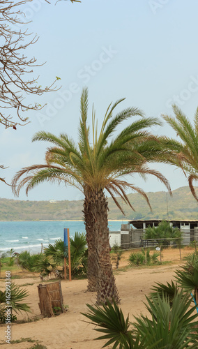 Palm trees on the beach with blue sky