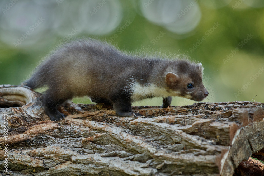 Naklejka premium Beautiful cute beech marten, forest animal, Martes foina, Stone marten, detail portrait. Small predator with the tree trunk near forest. Czech republic, europe.