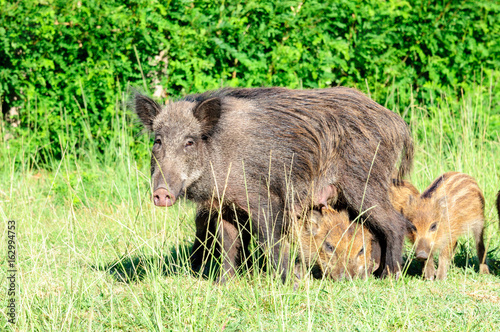 Cinghiale photo