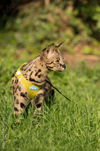 Canvas Print F1 Savannah Cat