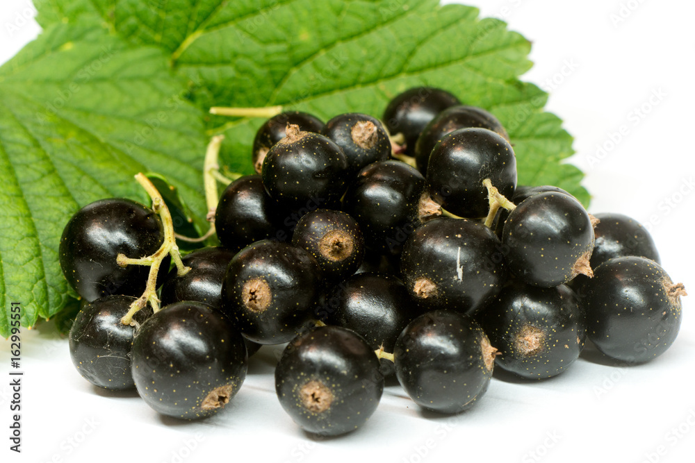 Ribes divaricatum, black currant with leaf isolated on white background Ribes divaricatum, black currant with leaf isolated on white background
