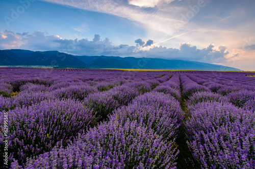 Lavender field shot at sunrise in Karlovo, Bulgaria