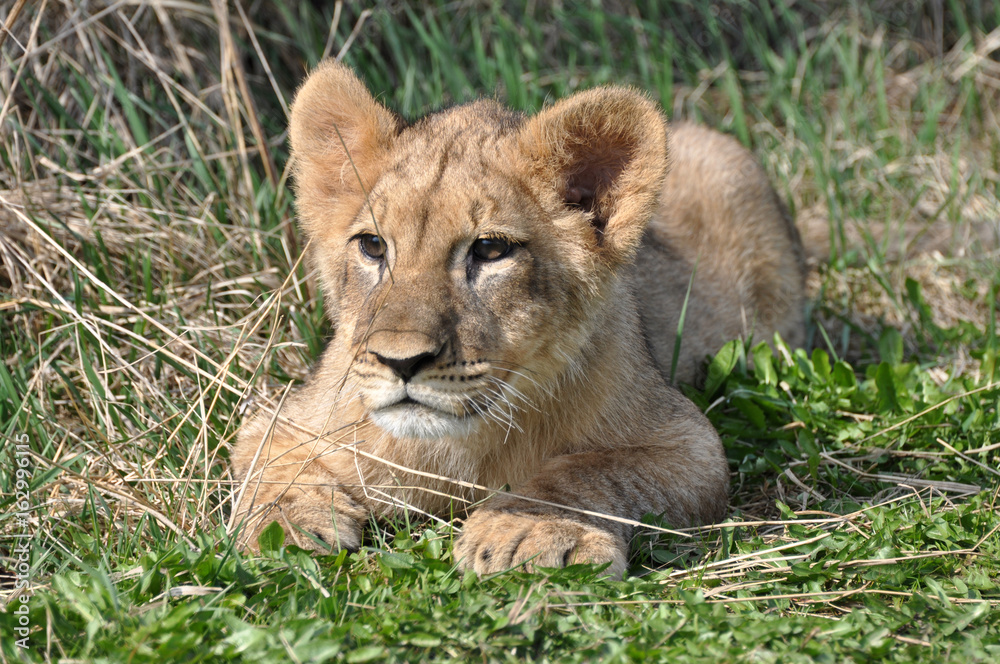 African Lion cub African Lion cub