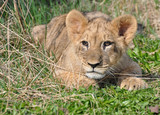 African  Lion cub
