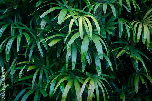 Jungle green leaves summer background in exotic tones