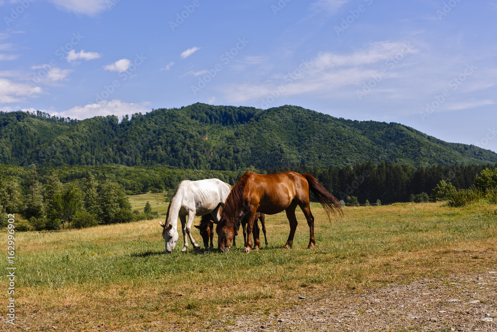 Group of wild horses eating grass